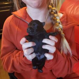 Tim - Black male Scottish Terrier puppy in Crossville, Tennessee from Cavern Kennels