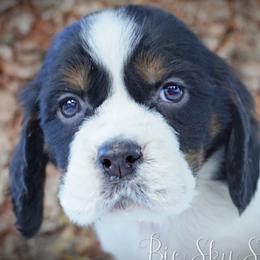 Girl 2 - Black white and tan female English Springer Spaniel puppy in Great Falls, Montana from Big Sky Springers