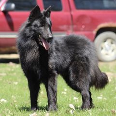 Belgian Sheepdogs, Belgian Tervuren, and Dutch Shepherds from Century Hills Farm