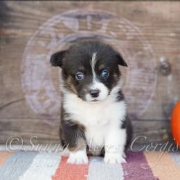 Pumpkin - Black and tan female Pembroke Welsh Corgi puppy in Bedford, Indiana from Sunny Acres Corgis