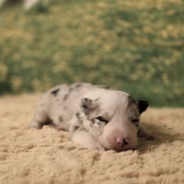 Dawn - White and blue merle female Border Collie puppy in Avilla, Indiana from Borderline Kennels