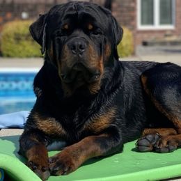 Border Collie and Rottweiler All Grown Up from KJB Kennels