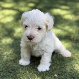Red collar - White male Miniature Schnauzer puppy in Brownwood, Texas from Texas Dreams Mini Schnauzers