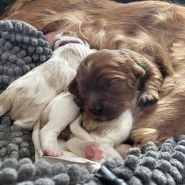 Cavalier King Charles Spaniel Puppies from Colorful Cavaliers