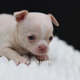 Vivien - Cream female Chihuahua puppy in Tulsa, Oklahoma from H-3 Chihuahuas