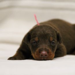 Obella - 5350 - Red and rust female Doberman Pinscher puppy in Rockwall, Texas from Elitehaus