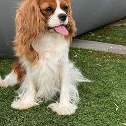 Cavalier King Charles Spaniel Puppies from Hill country cavaliers