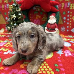 Orange collar - Chocolate and tan male Dachshund puppy in Chicago, Illinois from RGZ Doxies