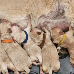 Golden Retriever Puppies from Golden Ratio Retrievers