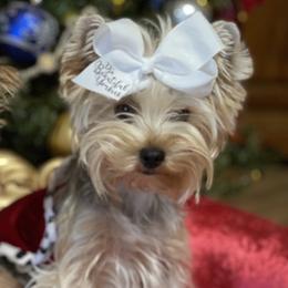 Yorkshire Terrier All Grown Up from Dj’s House of Yorkies