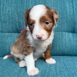 Mira (red) - Red merle female Aussiedoodle puppy in Watertown, Wisconsin from Little Bear Paws Aussiedoodles