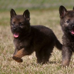 German Shepherd Puppies from Vom Anfang German Shepherds
