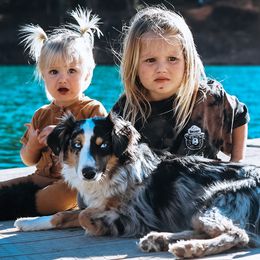 Aussiedoodles from positivelypuppies