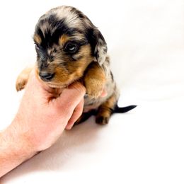 Deets - Dapple male Dachshund puppy in Richland, Missouri from Lucky B Dachshund’s