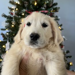 Pebbles - Light golden female Golden Retriever puppy in Pace, Florida from Panhandle PawsNClaws