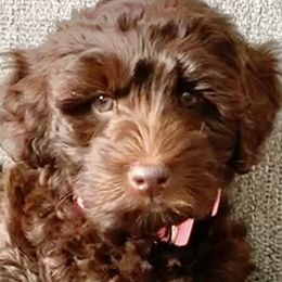 Australian Labradoodles from Little Creek Labradoodles