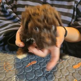 Archy - Brown male Lagotto Romagnolo puppy in Elgin, Texas from Moreno Casa De Honos