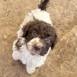 Celeste - Parti female Poodle puppy in Meadowbrook, California from Standard Poodle Pups