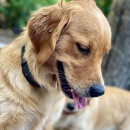 Elektra - Golden Retriever