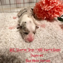 Girl 2 - Blue merle and white American Corgi puppy in Thomaston, Alabama from Waylon’s House of Corgis