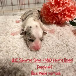 Girl 2 - Blue merle and white American Corgi puppy in Thomaston, Alabama from Waylon’s House of Corgis