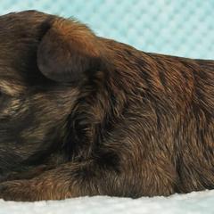 Affenpinscher Puppies from Fire Mountain Affenpinschers