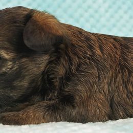 Affenpinscher Puppies from Fire Mountain Affenpinschers