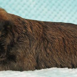 Affenpinscher Puppies from Fire Mountain Affenpinschers