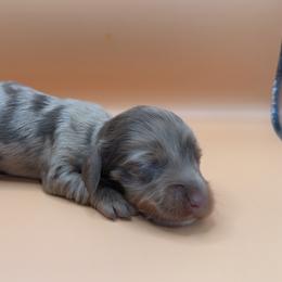 Faye - Dapple female Dachshund puppy in Barstow, California from Kindle & Burrow Dachshunds