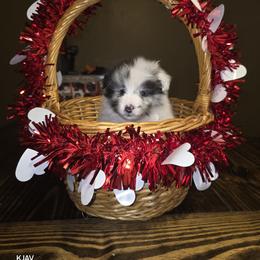 Boy 2 - Blue merle and white male Shetland Sheepdog puppy in Greenfield, Ohio from Kayla's Shelties