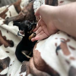 Tiny Diva - Black and tan female Chihuahua puppy in Alvord, Texas from Gift of Gods Favor