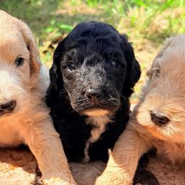 Okidogi - Black male Goldendoodle puppy in Captain Cook, Hawaii from Big Island Goldendoodles