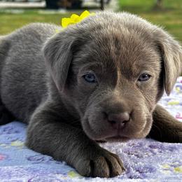 Yellow collar - Silver female Dilute Retriever puppy in Douglass, Kansas from JP Kennels, LLC