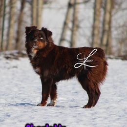 Charlotte - Miniature Australian Shepherd