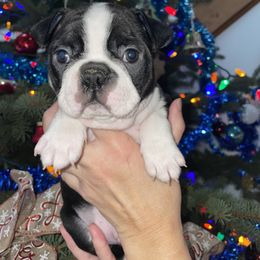 Boston Terrier Puppies from BT Woof Pack