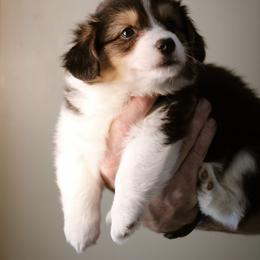 Timothy - Black and tan male Pembroke Welsh Corgi puppy in South Otselic, New York from Ridge Top Corgis