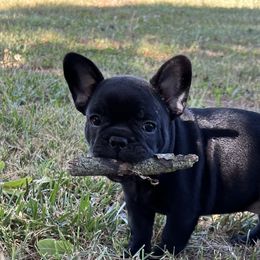 Livy - French Bulldog