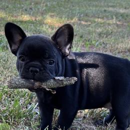 Livy - French Bulldog