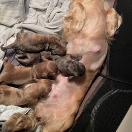 Dachshund Puppies from M.H.P Dachshunds