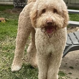 Australian Labradoodles from Dating Doodles