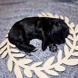 Jet - Black and white male Portuguese Water Dog puppy in Colorado Springs, Colorado from Melissa's Portuguese Water Dogs