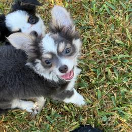 Gunner - Blue and white male Chihuahua puppy in Tyler, Texas from Fancy Pants Chihuahua’s