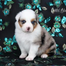 Sierra - Blue merle female Australian Shepherd puppy in Herriman, Utah from Painted Blue Aussies