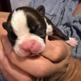 Daphany - Seal and white female Boston Terrier puppy in Covington, Georgia from Tuxedo Bostons of Atlanta
