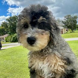 Pebbles - Lite Pink Collar - Blue merle female Bernedoodle puppy in Port Charlotte, Florida from Islands Wheatens and Poodles