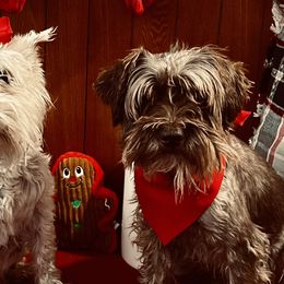 Miniature Schnauzers from Van Matre Miniature Schnauzer
