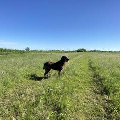 Maddie - Chesapeake Bay Retriever