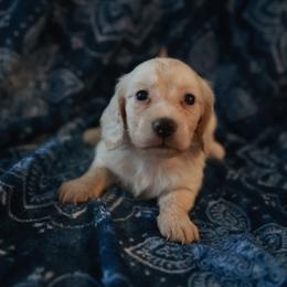 KAYCE - Cream male Dachshund puppy in Indiantown, Florida from Turquoise River Minature Dachshunds