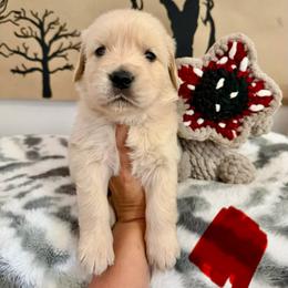 Mike - Golden male Golden Retriever puppy in Duncan, South Carolina from Glimmer Goldens