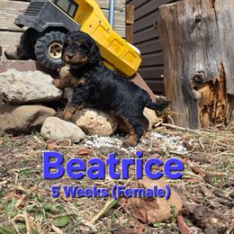 Beatrice - Black female Labradoodle puppy in Genoa City, Wisconsin from Sakura Pups